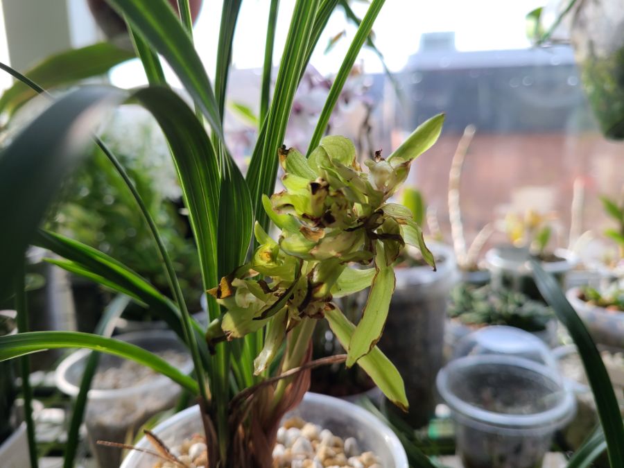 올해 1월 부터 지금까지 핀 꽃들 총집합_15.jpg