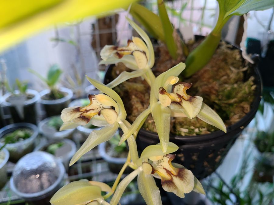 올해 1월 부터 지금까지 핀 꽃들 총집합_12.jpg