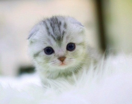 고양이 사진1