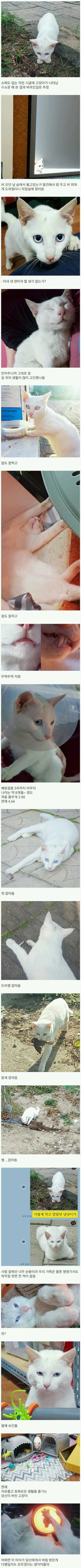 시골살던 사람이 냥줍했던 후기_1.jpg