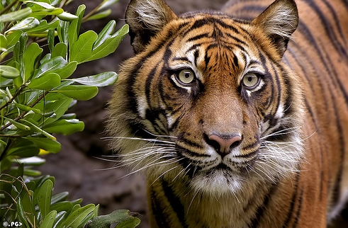 female_sumatran_dyatrima.jpg