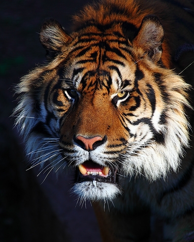 female_sumatran2_phoenix_zoo_dyatrima.jpg