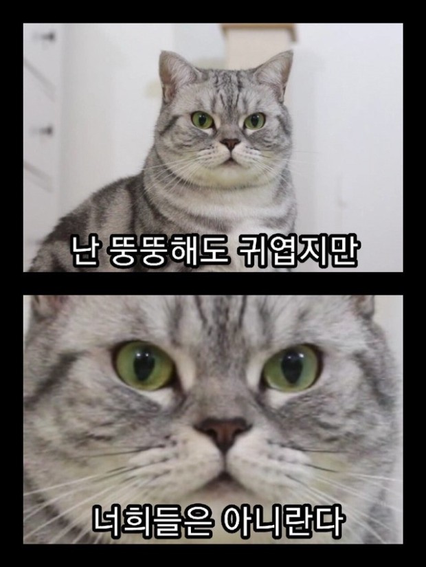 뚱냥이.jpeg