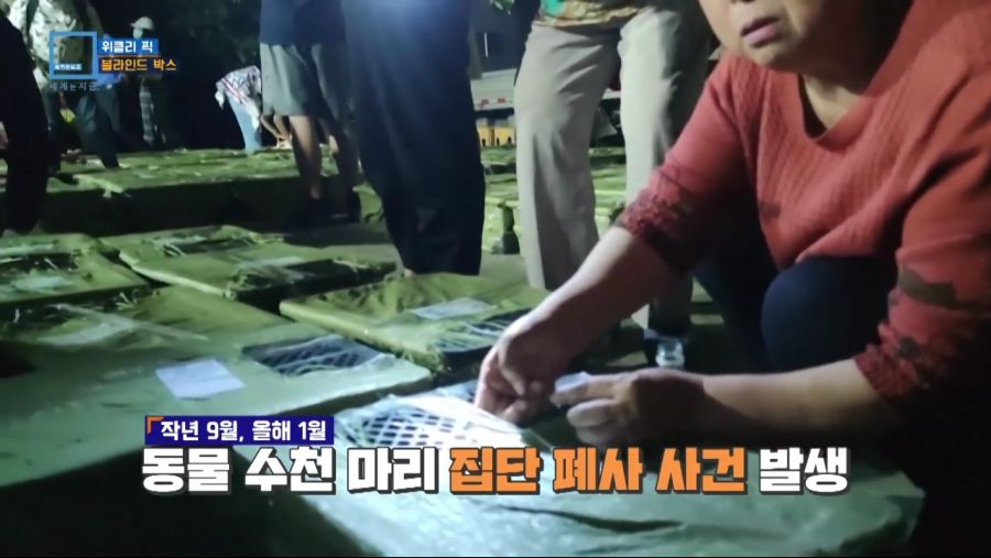 중국에서 유행하는 랜덤박스.jpg_8.jpg