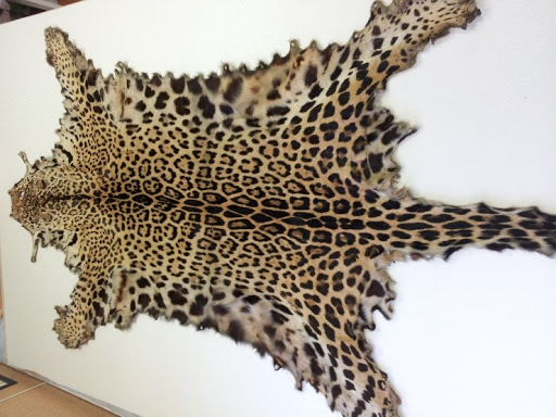 조선 시대에 해수 구제 사업으로 얻었던 호랑이 가죽과 표범 가죽의 차이.jpg_1.jpg