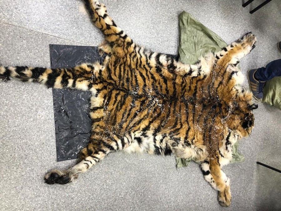 조선 시대에 해수 구제 사업으로 얻었던 호랑이 가죽과 표범 가죽의 차이.jpg_4.jpg