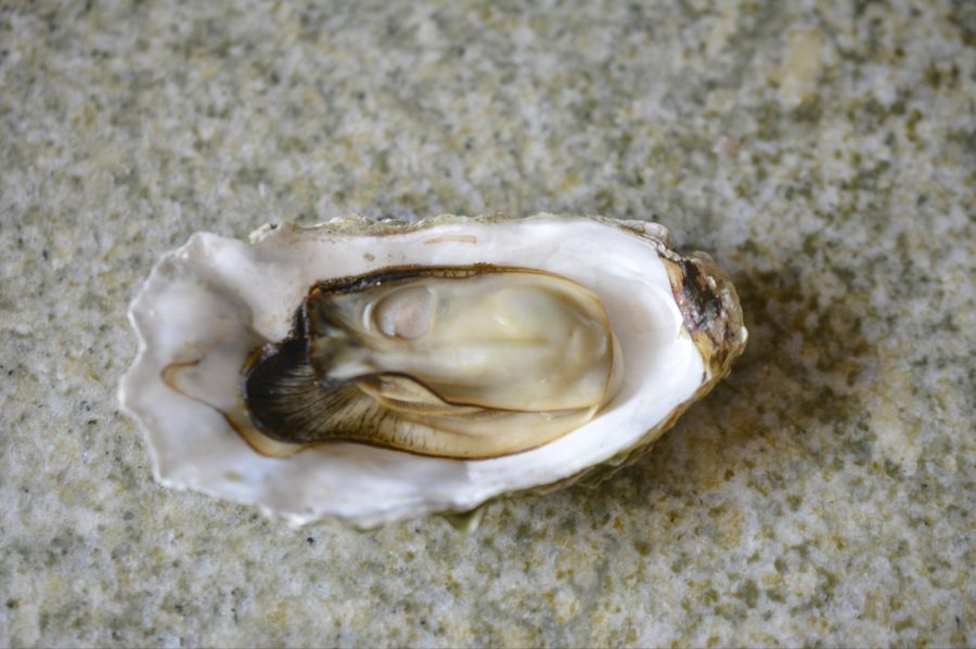 가족들과 같이 먹은 석화와 돈까스;ㅎ_3.jpg