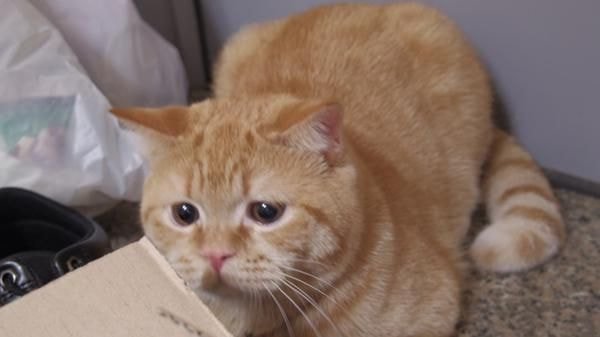 고양이 야동.jpg_4.jpg