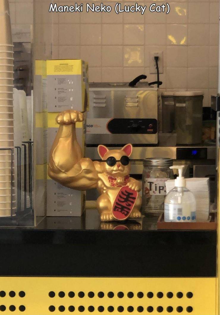 일본 복고양이 근황._1.jpg