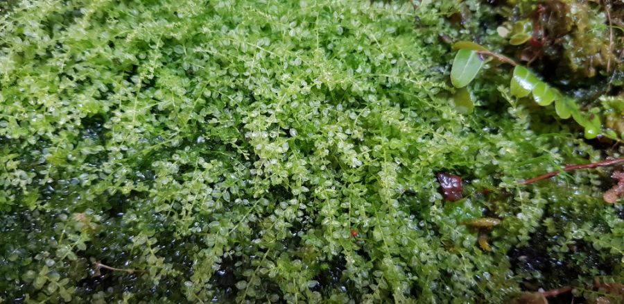 기르고 있는 식물들_7.jpg