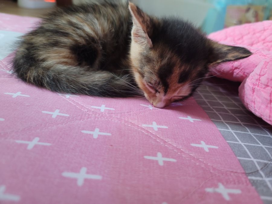 계속 머물게 된 애기냥이 30일째 근황_1.jpg