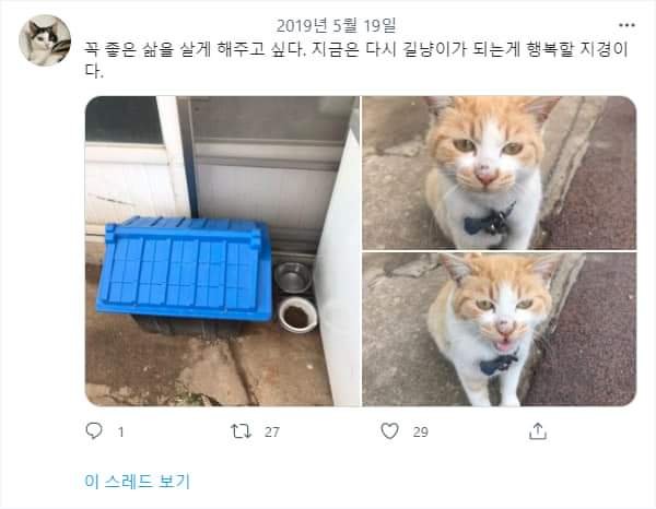 고양이에게 자유를 찾아준 캣맘.jpg_2.jpeg