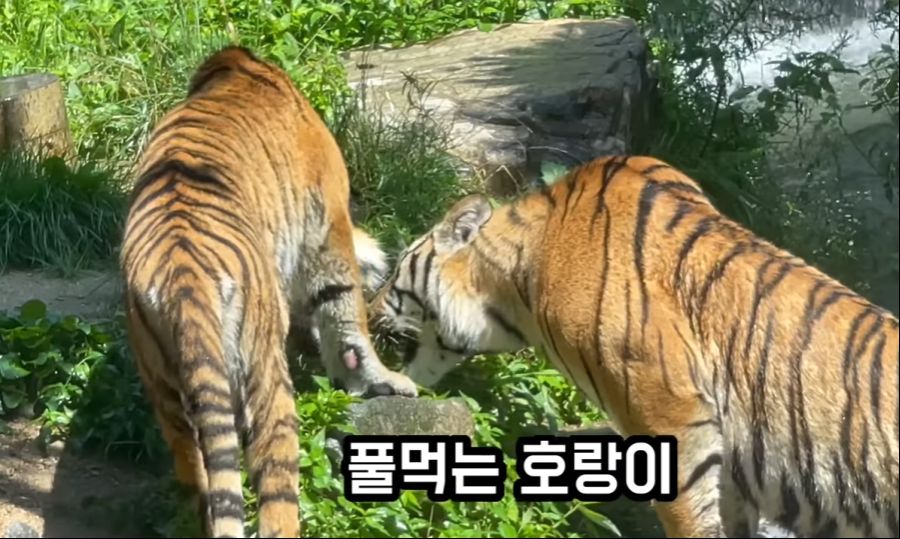 개 풀 뜯어먹는다는 말이 헛소리 한다는 뜻이라며