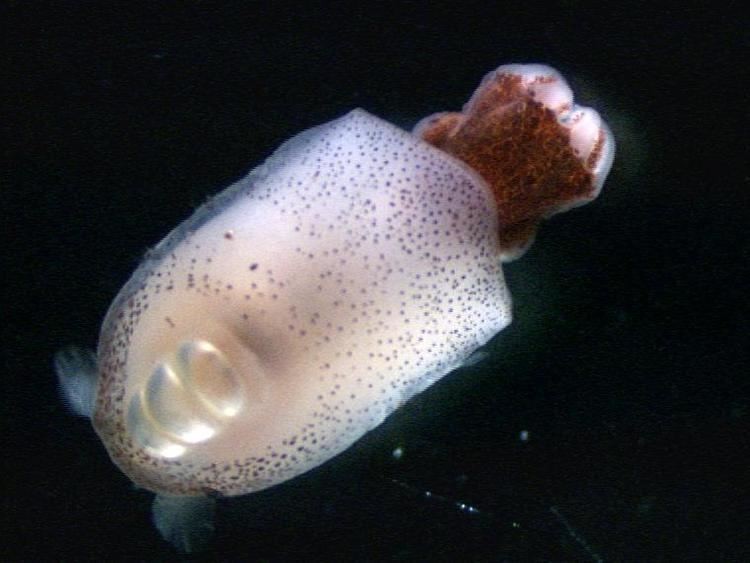 현존하는 암모나이트와 가장 가까운 생물_2.jpg