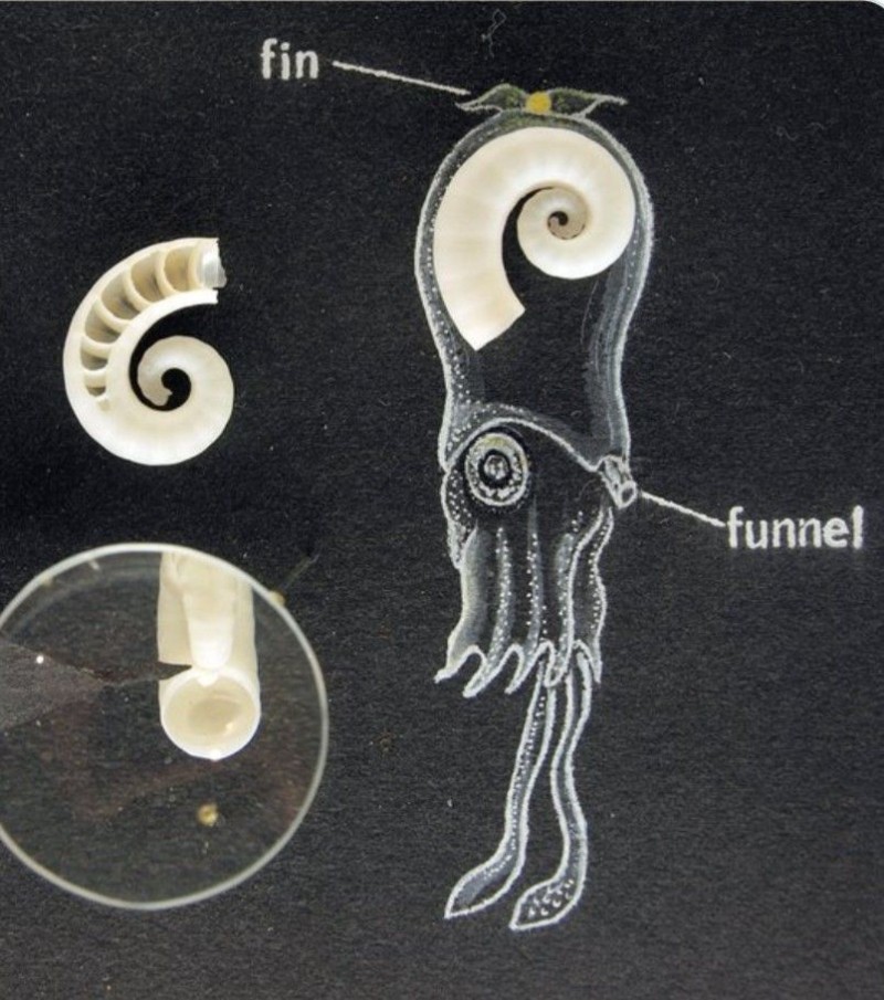 현존하는 암모나이트와 가장 가까운 생물_3.jpg