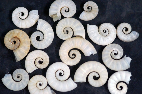 현존하는 암모나이트와 가장 가까운 생물_5.jpg