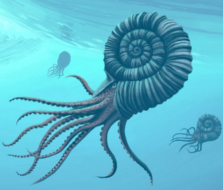 현존하는 암모나이트와 가장 가까운 생물_11.png