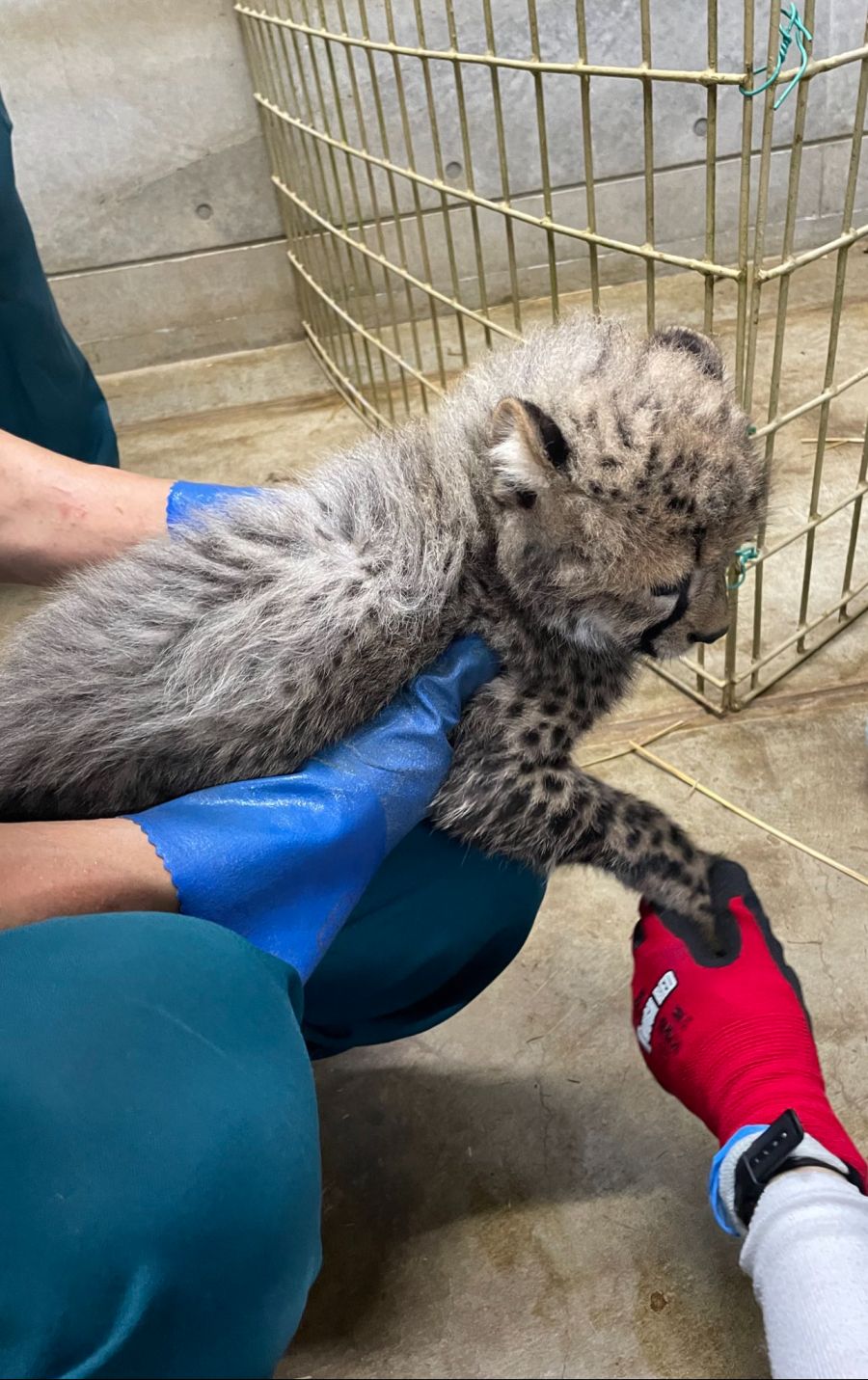 백신 맞는 생후 2개월 치타💉_4.jpg