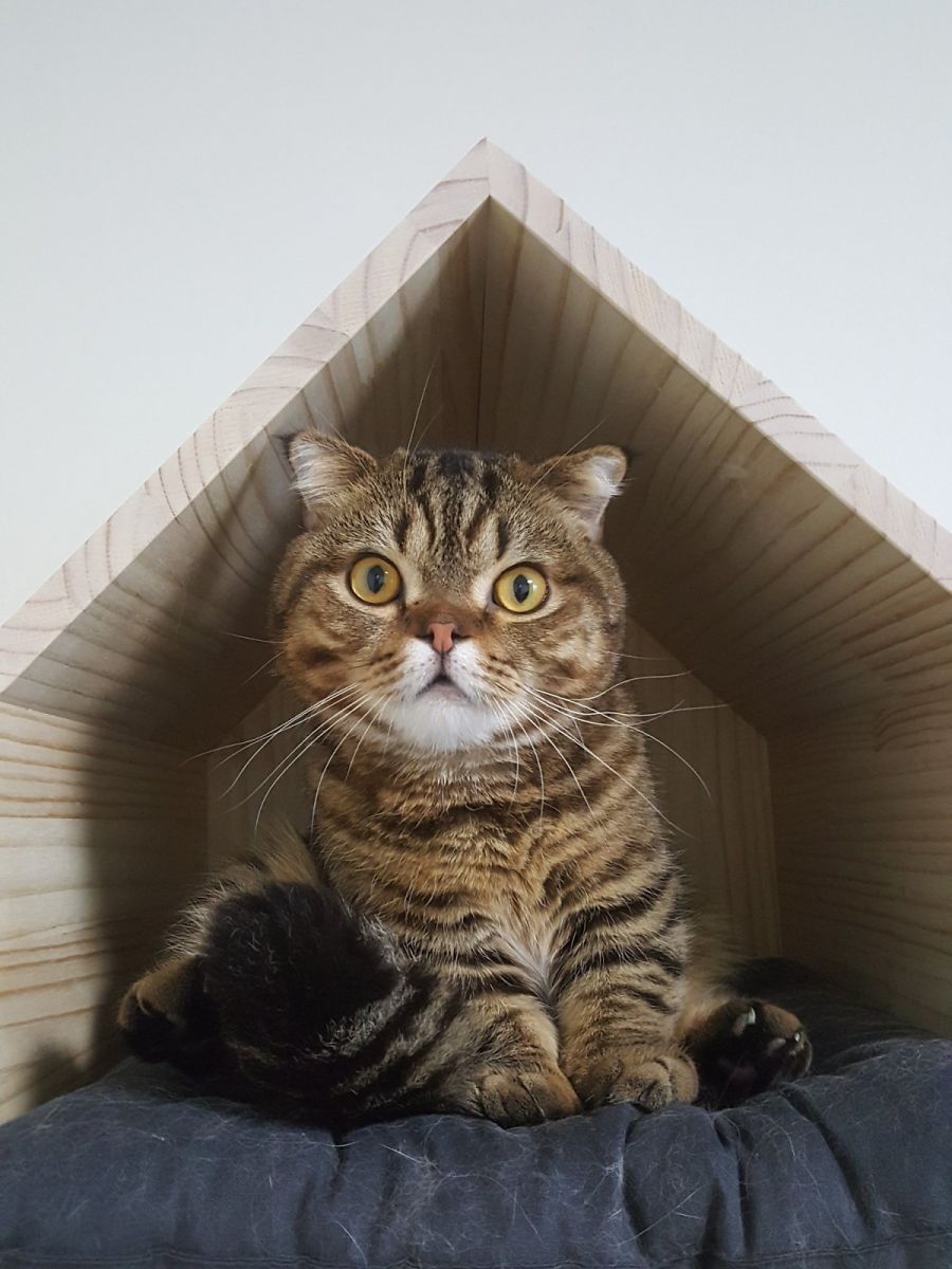 인방 루루 이 고양이 진짜 귀엽다