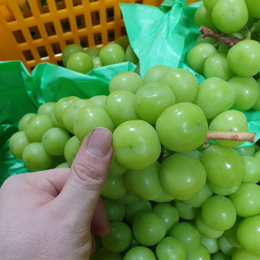 샤인머스켓 오늘 마니 팔아따..._5.jpg