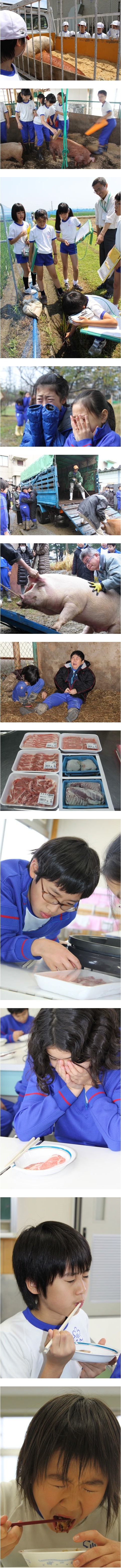 100일 후에 먹히는 돼지 논란 때문에 회자되는 사건.jpg_1.jpg