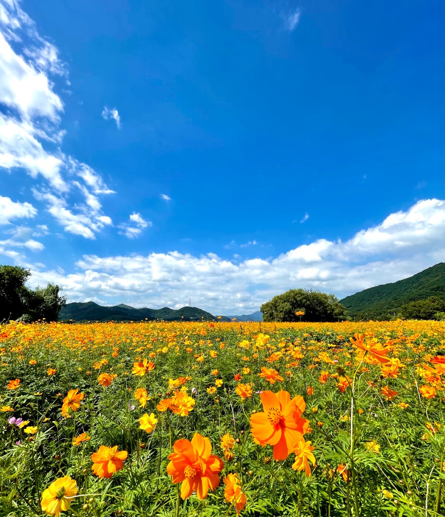 대구 논공 꽃단지 | 국내여행 이야기 게시판 대구 논공 꽃단지 | 국내여행 이야기 게시판 | 루리웹