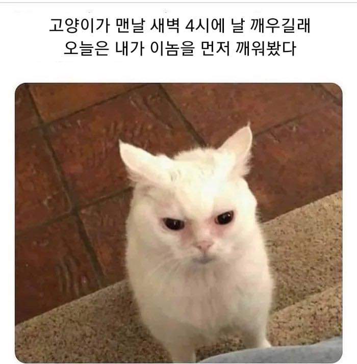 고양이 새벽 4시 역지사지.jpg