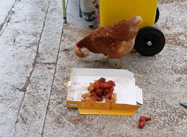 어느 수인 학교의 점심 시간.jpg_2.jpg