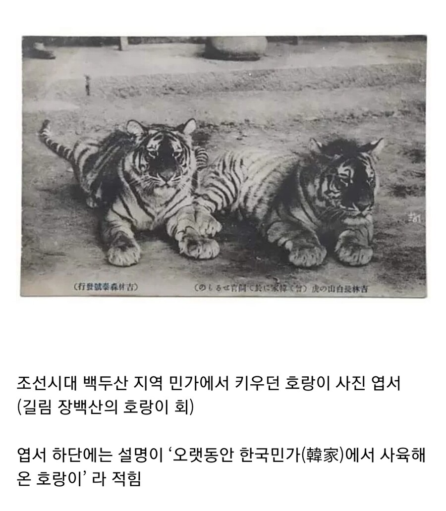 조선시대 새끼 길냥이를 기른 집 | 유머 게시판 조선시대 새끼 길냥이를 기른 집 | 유머 게시판 | 루리웹