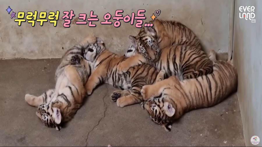 아름다운우리나라강산졸귀ㅋㅋ