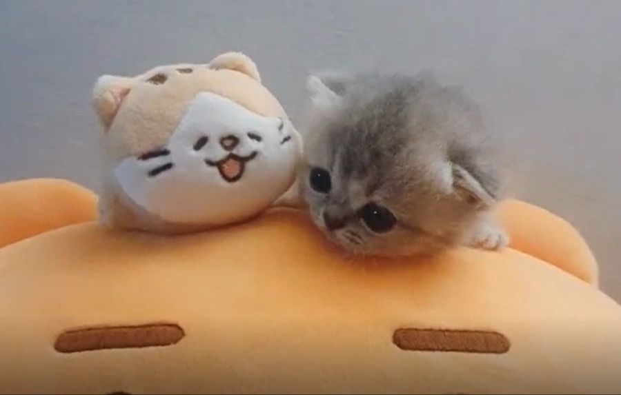 고양이4.png