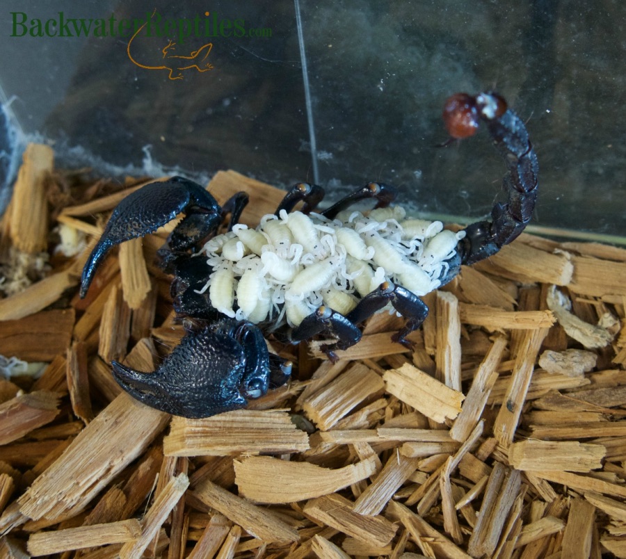 극혐) 의외로 모성애가 강한 동물_1.jpeg