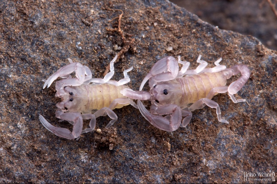 극혐) 의외로 모성애가 강한 동물_2.jpeg