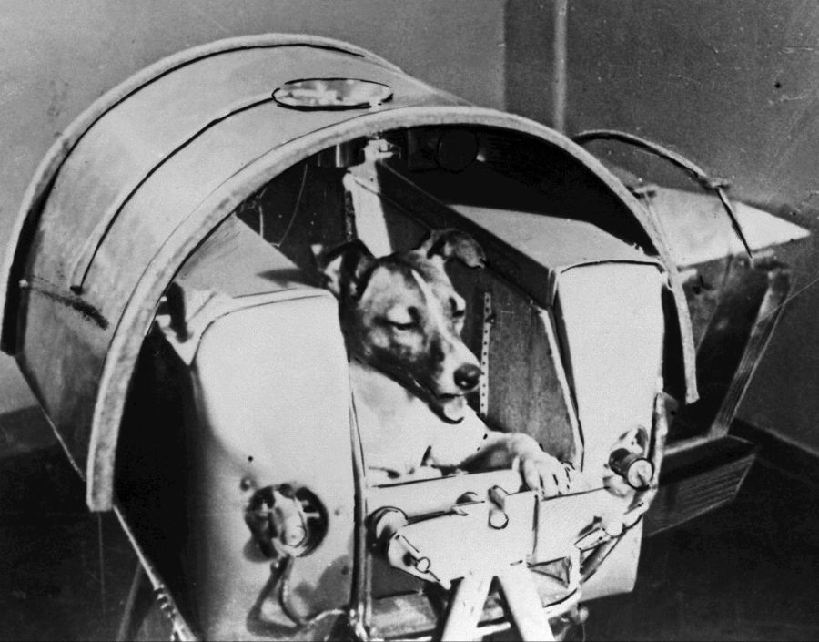 Laika-creature-space-Sputnik-2-November-1957.jpg