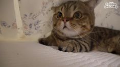 아... ㄹㄹ 너무 좋아 ㅠㅠ.jpg_1.jpg