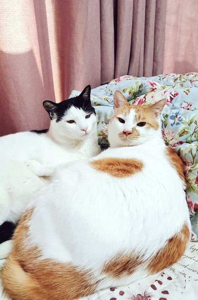 고양이 확대... 안락삶...jpg_2.jpg