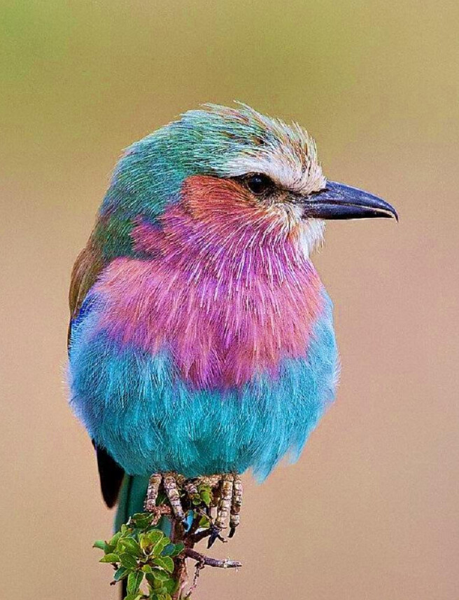 외모도 이름도 독특한 동물.jpg_1.jpg