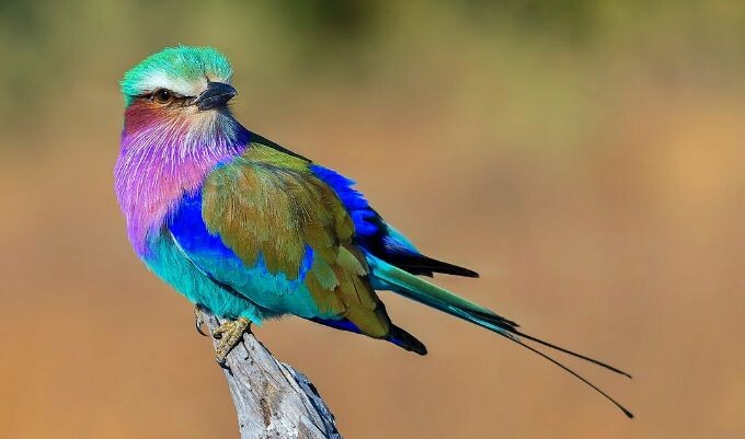 외모도 이름도 독특한 동물.jpg_3.jpg