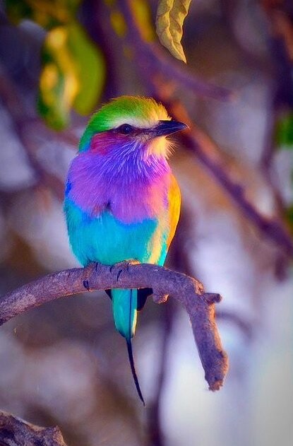 외모도 이름도 독특한 동물.jpg_4.jpg