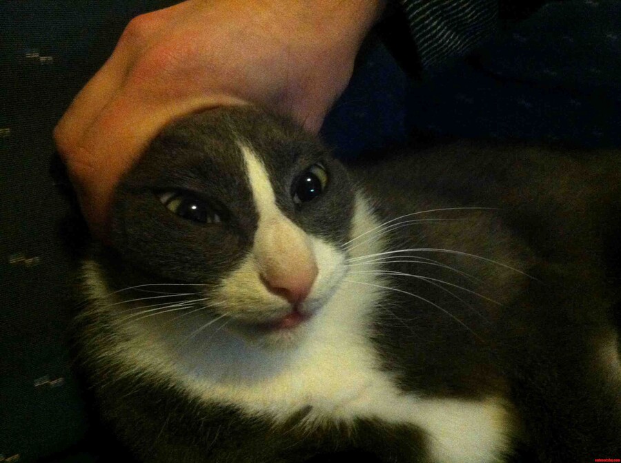 고양이 키우는 사람들이 한번쯤 해본거_2.jpg