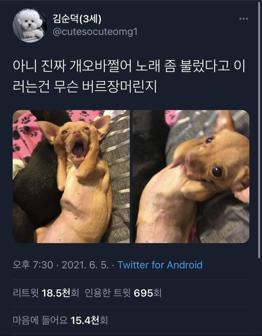 노래 듣고 주인 놀리는 강아지_1.jpg