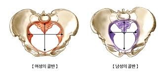 성별에 따른 가장 큰 신체적 차이 중 하나_1.jpg