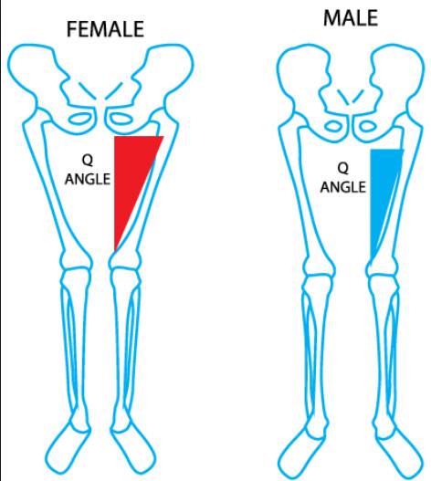 성별에 따른 가장 큰 신체적 차이 중 하나_3.png