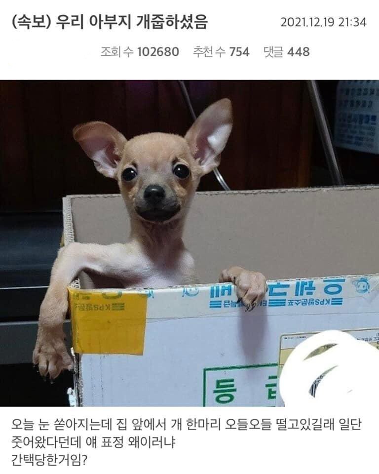 냥줍아닌 개줍_1.jpg