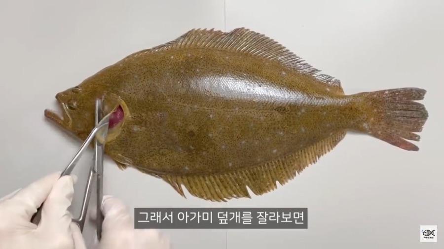 광어의 존재 이유로 추정 되는것_2.png