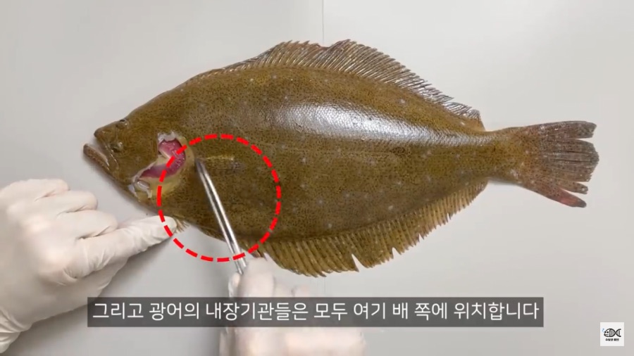 광어의 존재 이유로 추정 되는것_4.png