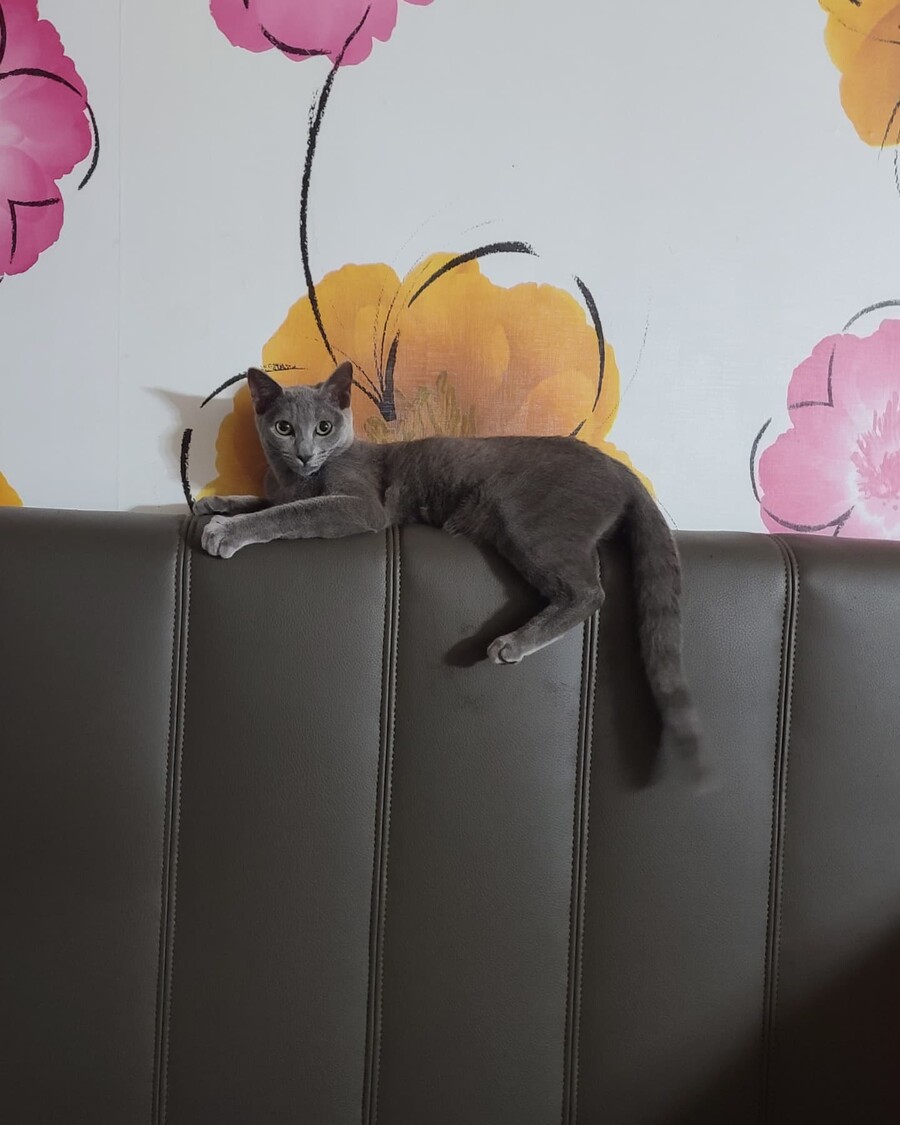 잃어버린 고양이를 반년만에 찾았는데...._5.jpeg