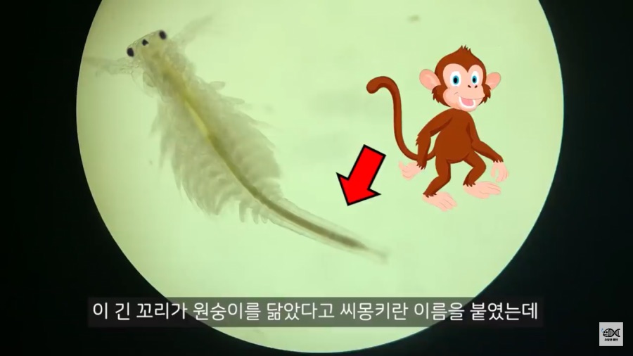 우리가 알고 있는 씨몽키에 대해 알아보자