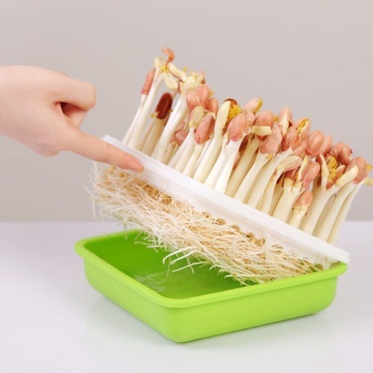 한국 식재료.. 찐 마이너 '땅콩 나물' .jpg_3.jpg