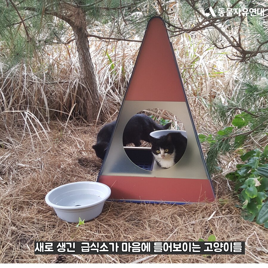 멸종위기종 뿔쇠오리를 위협하는 마라도의 고양이들_3.png